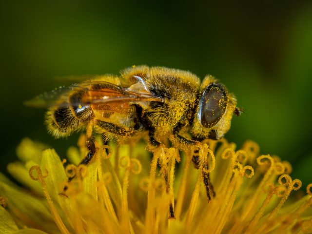 Comment mieux gérer les allergies saisonnières ?