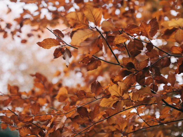 Comment atténuer les allergies d&rsquo;automne dès leur apparition ?