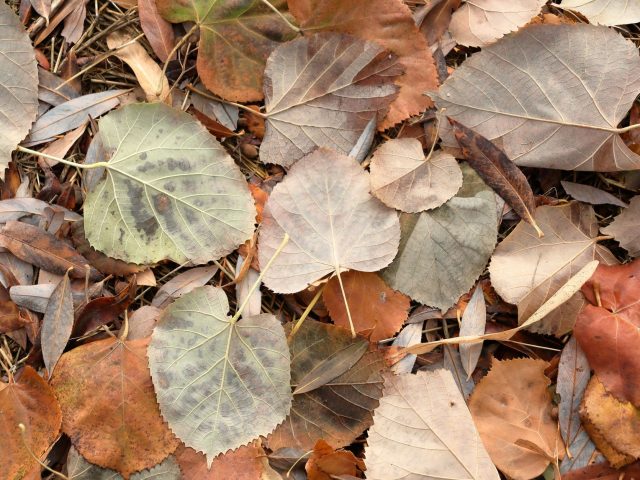 Comment prévenir les allergies saisonnières à l&rsquo;automne ? Des astuces clés